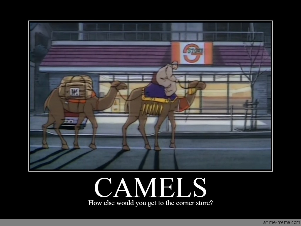 Camels