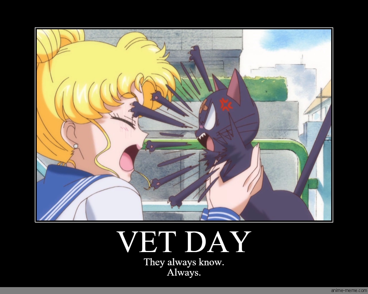 Vet Day