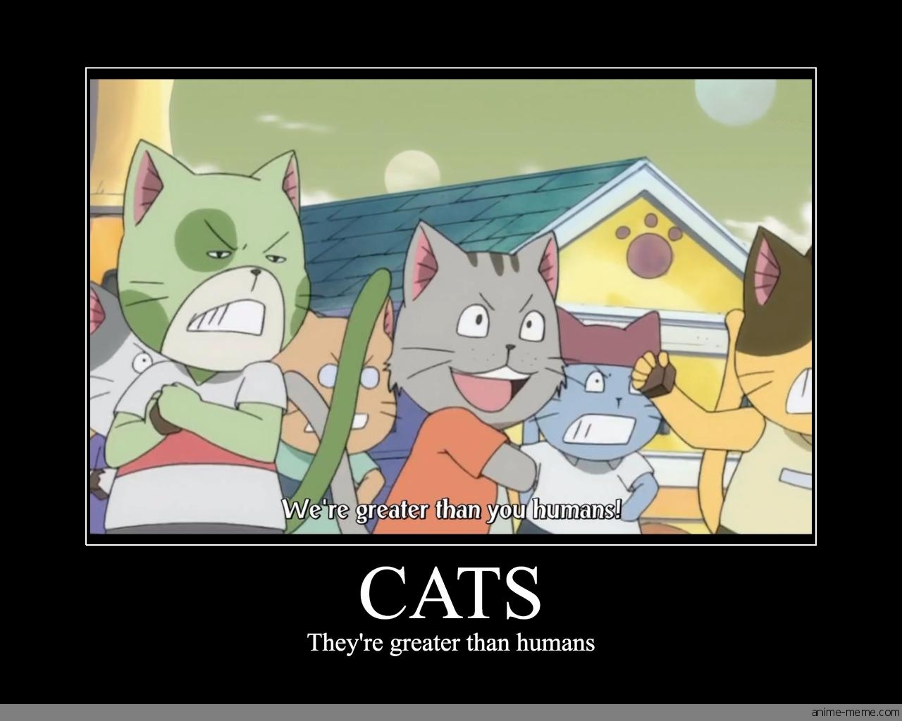 Cats
